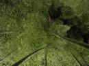 Amazing bamboo * 600 x 450 * (191KB)